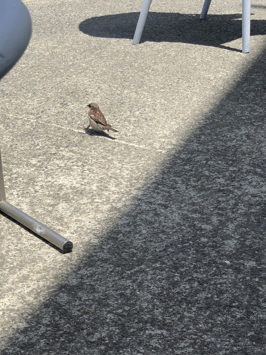 Moineau domestique - ML628582706