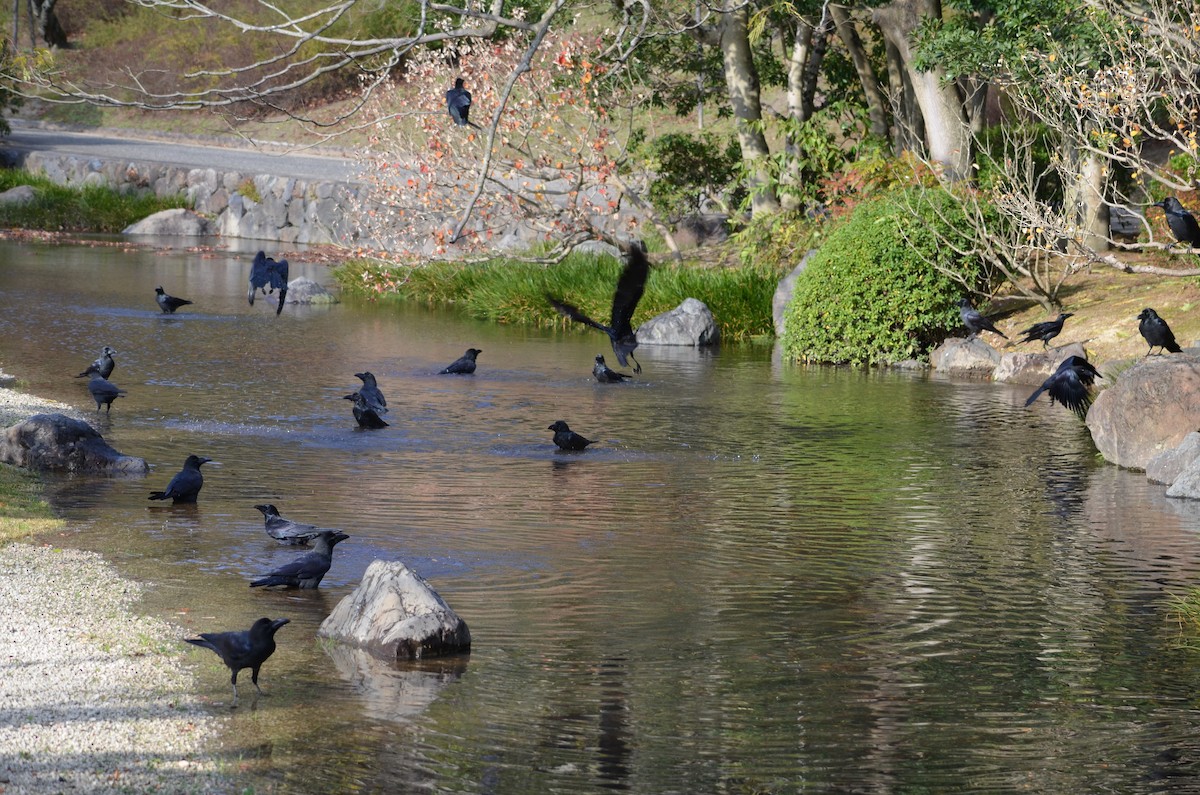 Large-billed Crow - ML628582762