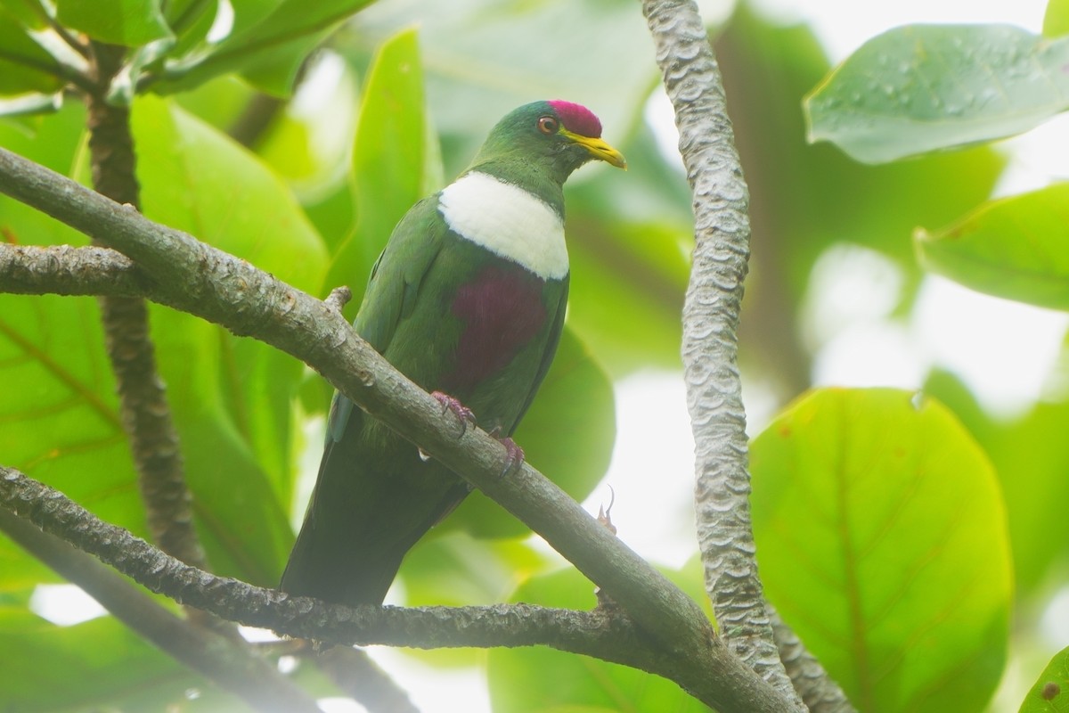 White-breasted Fruit-Dove (Moluccan) - ML628583196