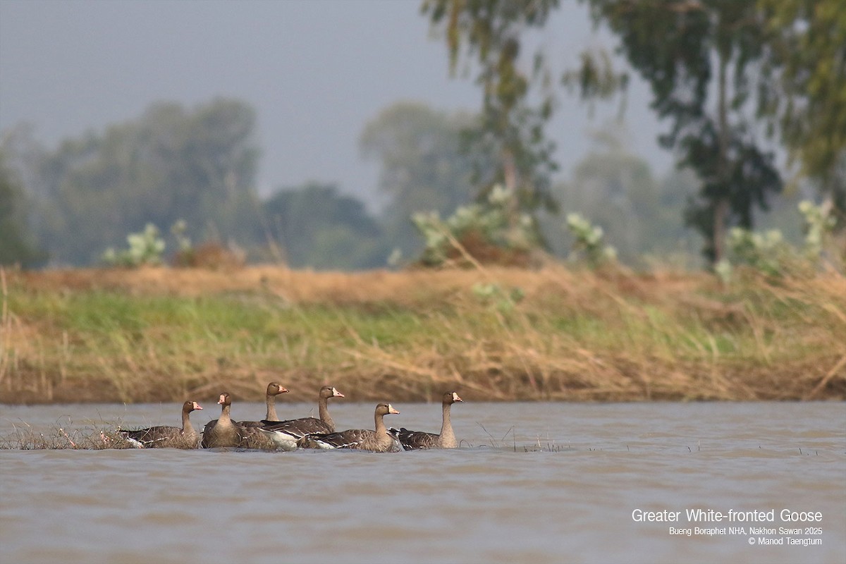 Greater White-fronted Goose - ML628583376