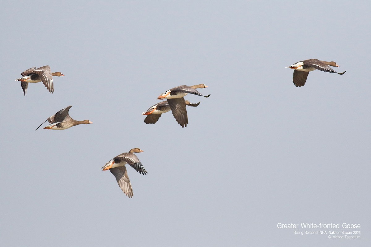 Greater White-fronted Goose - ML628583377