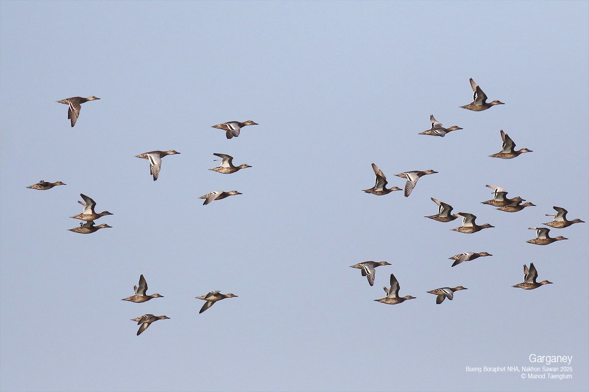 Garganey - ML628583384