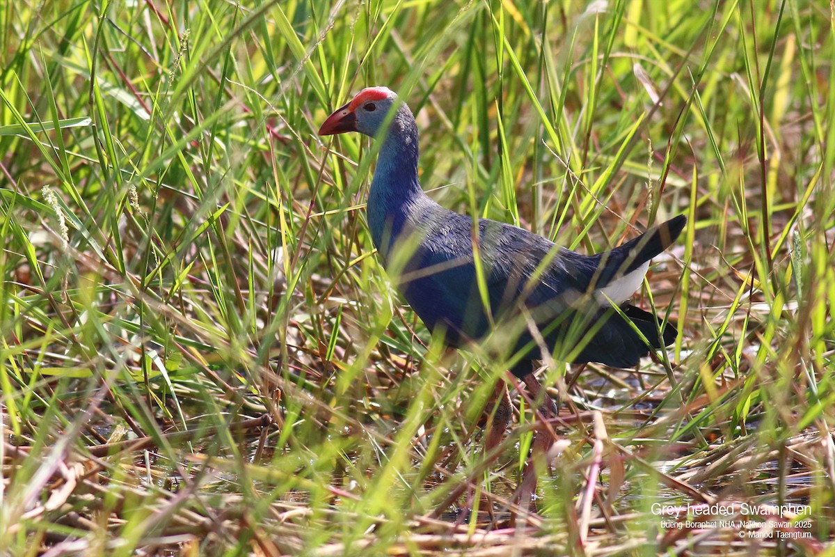 Gray-headed Swamphen - Manod Taengtum