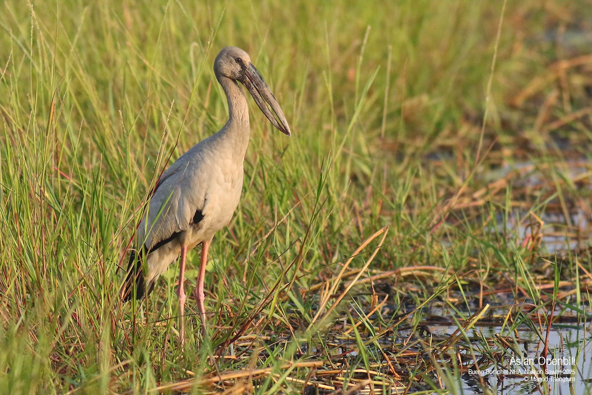 Asian Openbill - ML628583399