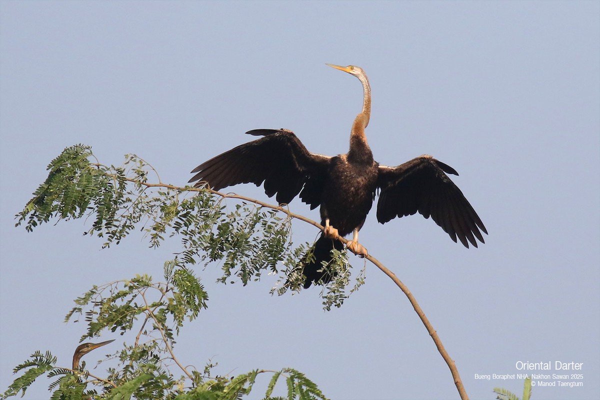 Oriental Darter - ML628583401