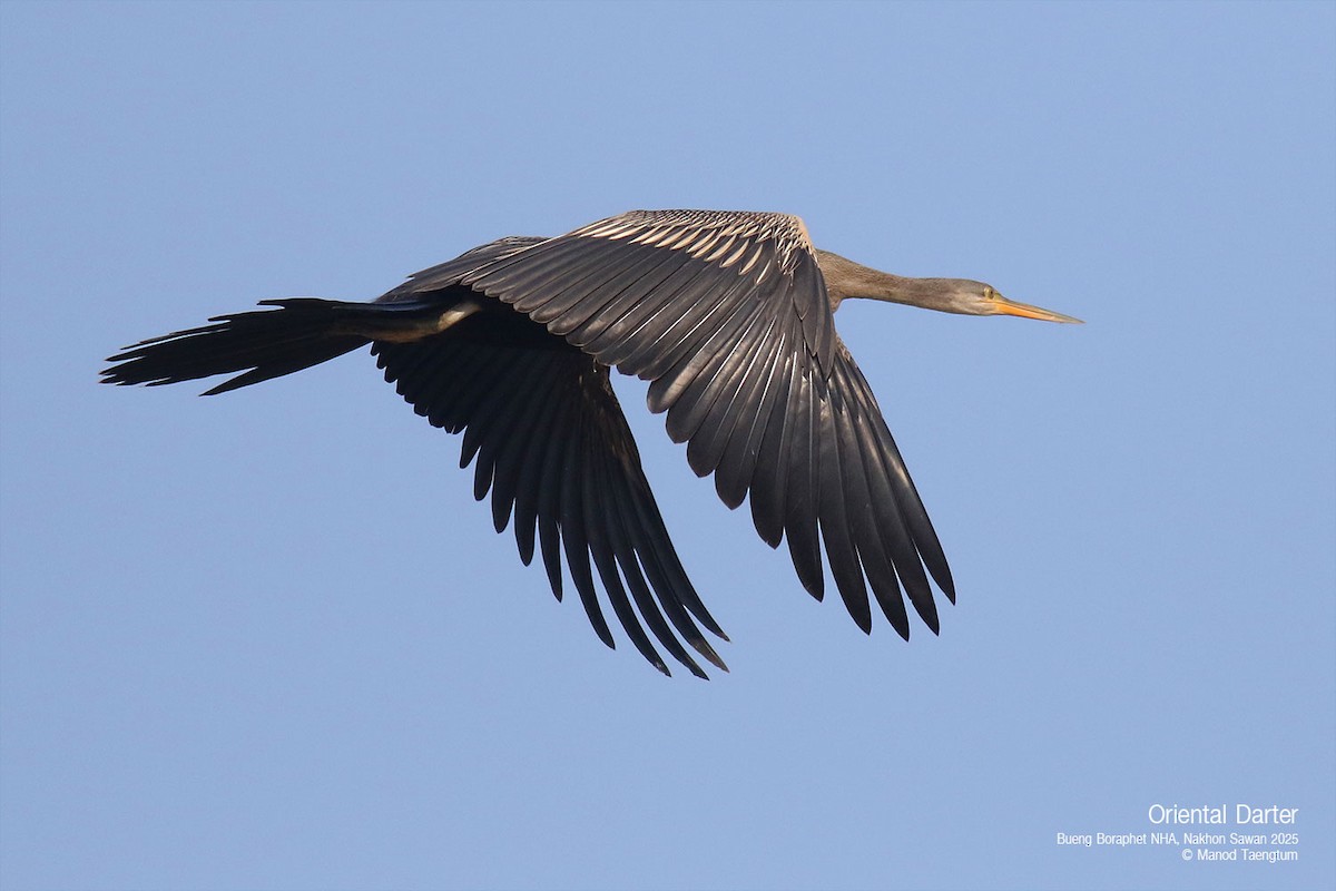 Oriental Darter - ML628583402