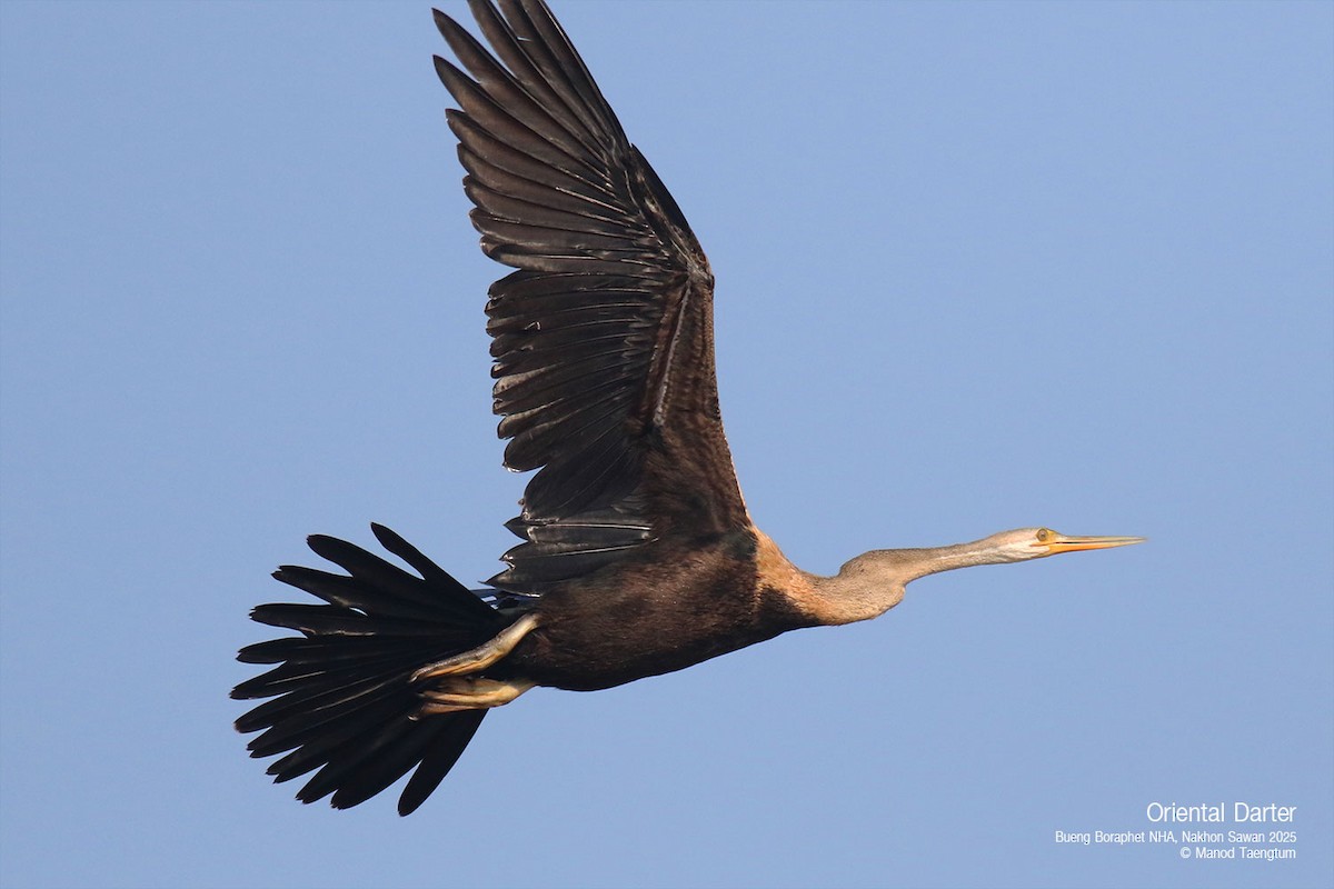 Oriental Darter - ML628583403