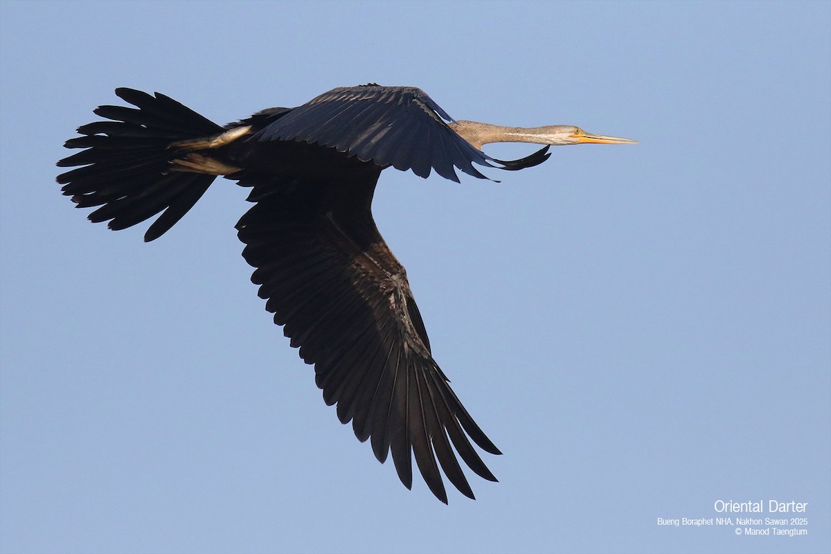 Oriental Darter - Manod Taengtum