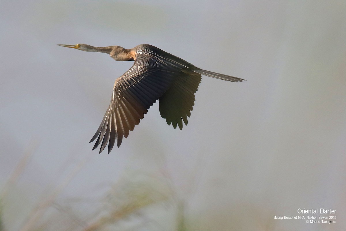 Oriental Darter - Manod Taengtum