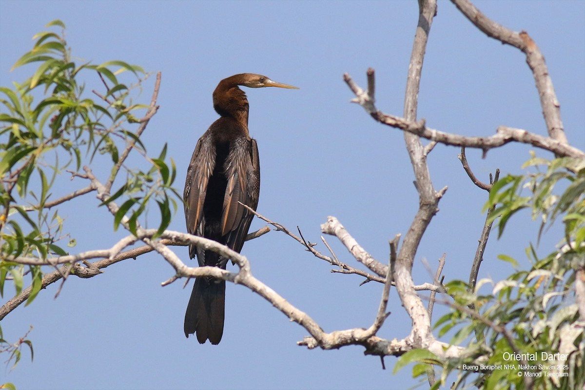 Oriental Darter - ML628583406