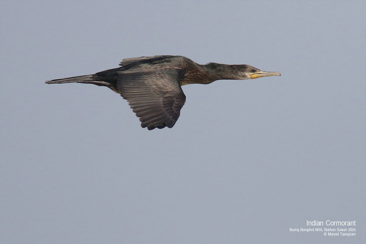 Indian Cormorant - ML628583414