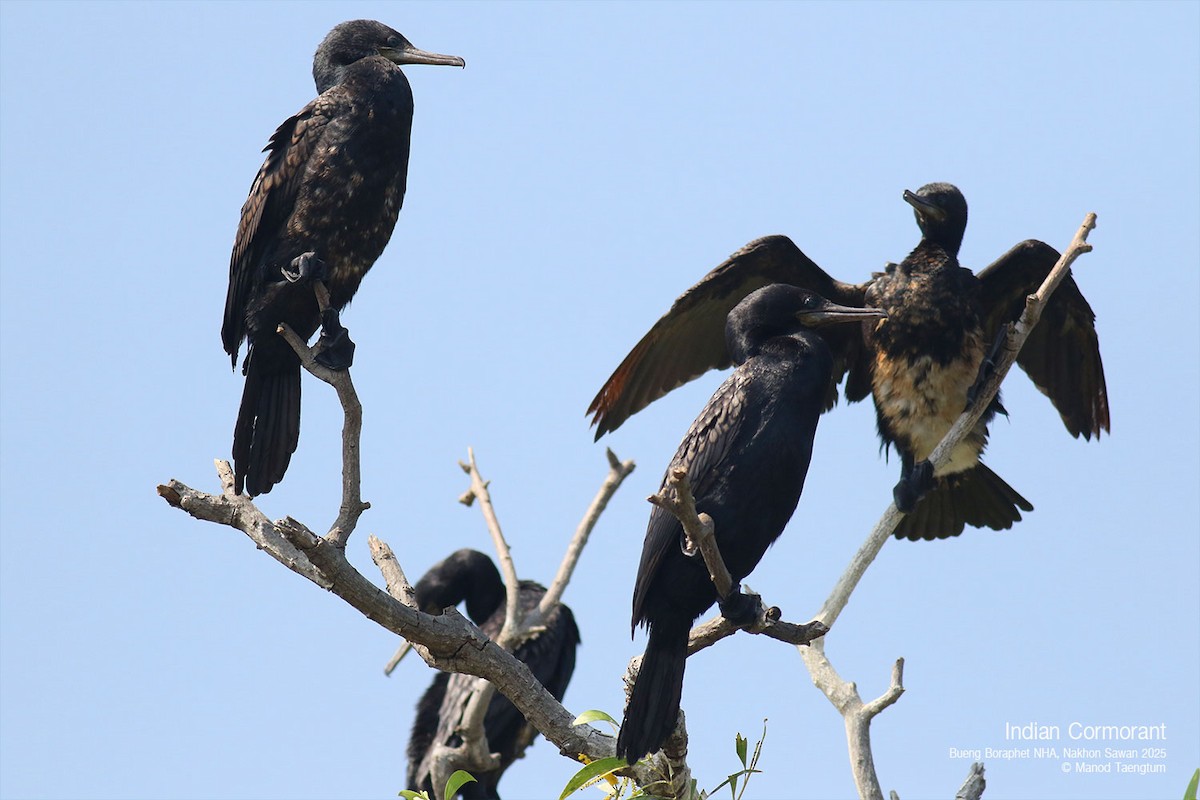 Indian Cormorant - ML628583415