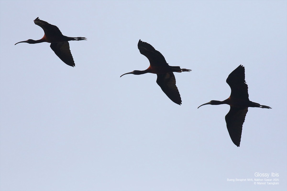 Glossy Ibis - ML628583417