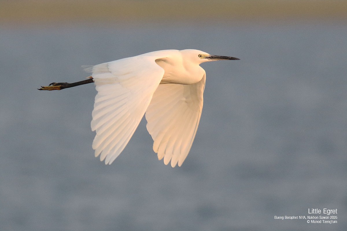 Little Egret (Western) - Manod Taengtum