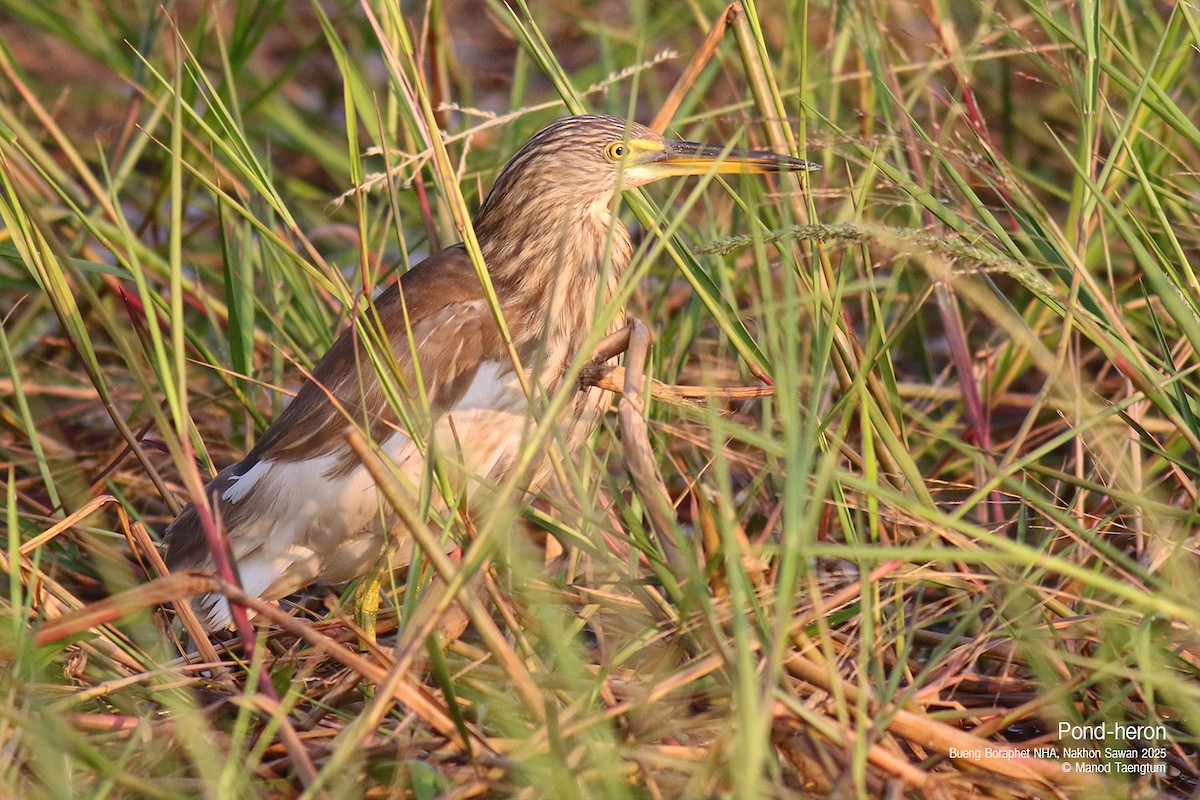 pond-heron sp. - ML628583423