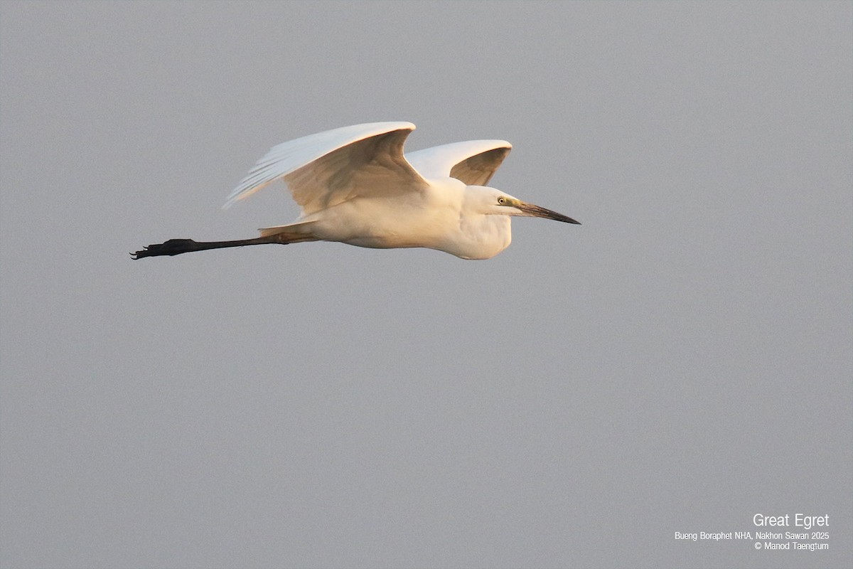 Great Egret (modesta) - ML628583424