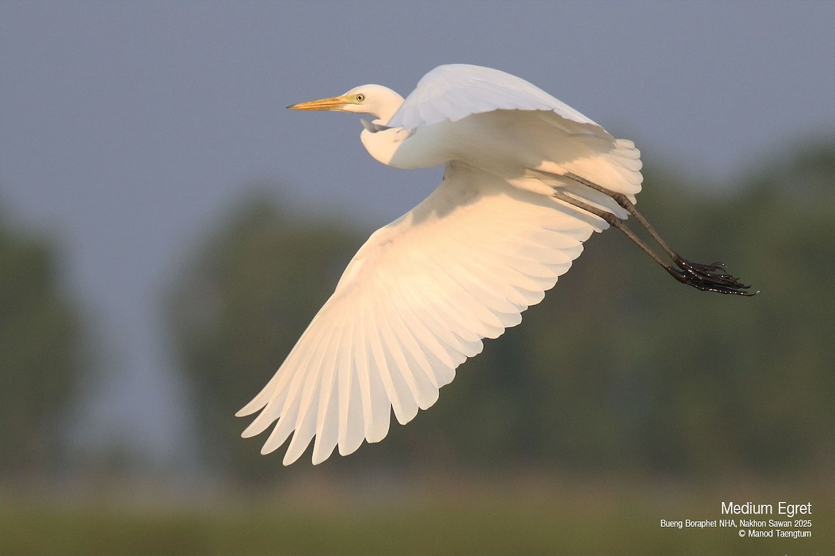 Medium Egret - ML628583432