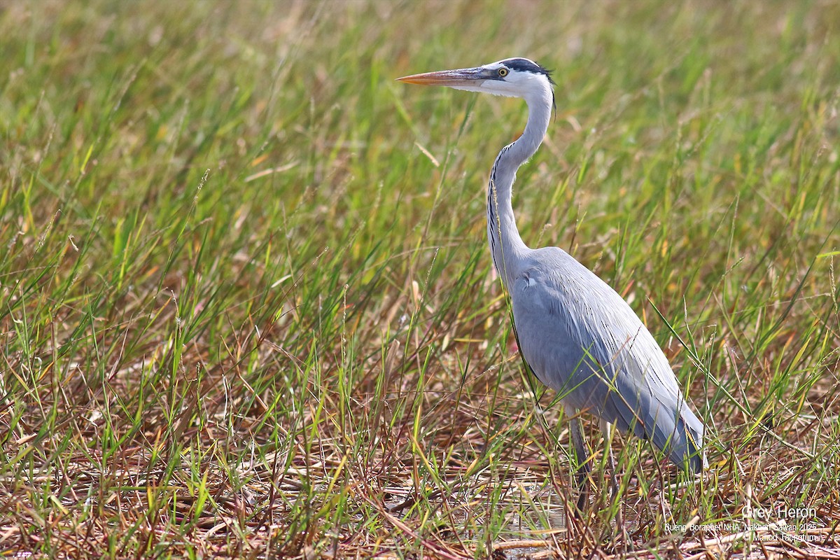 Gray Heron (Gray) - ML628583434