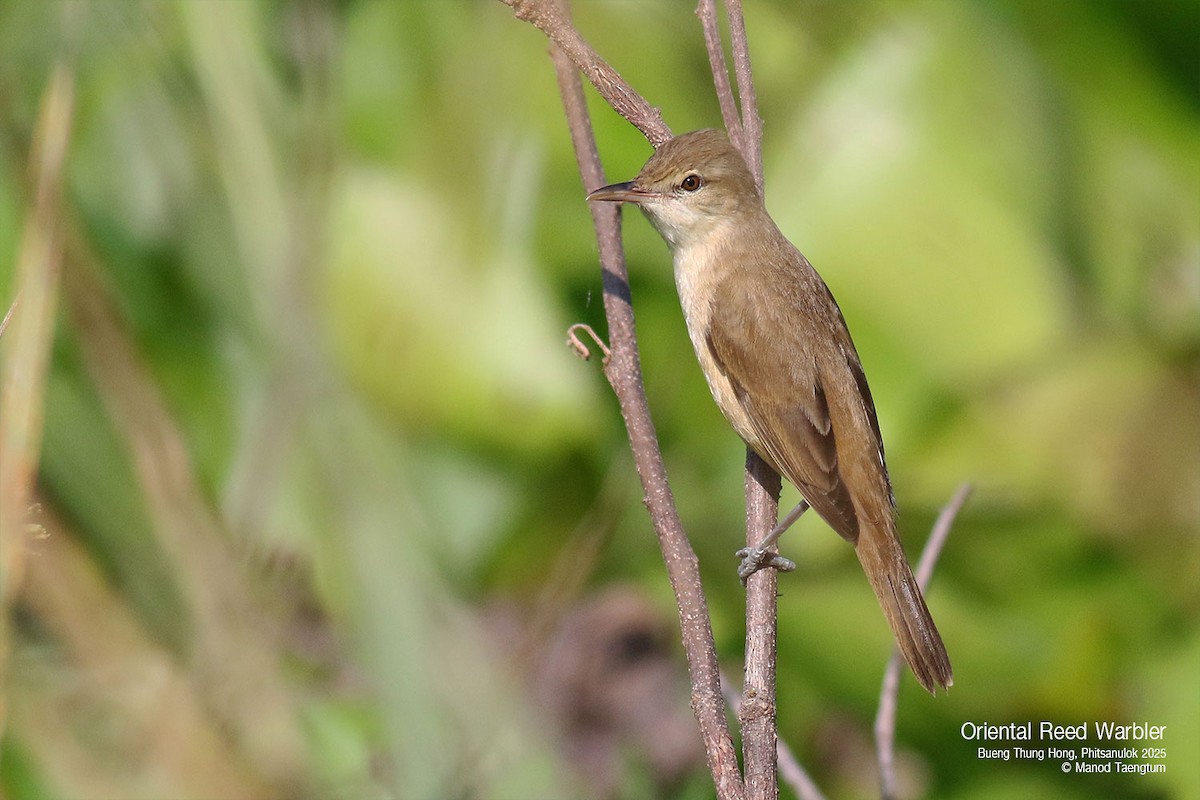 Oriental Reed Warbler - ML628583456