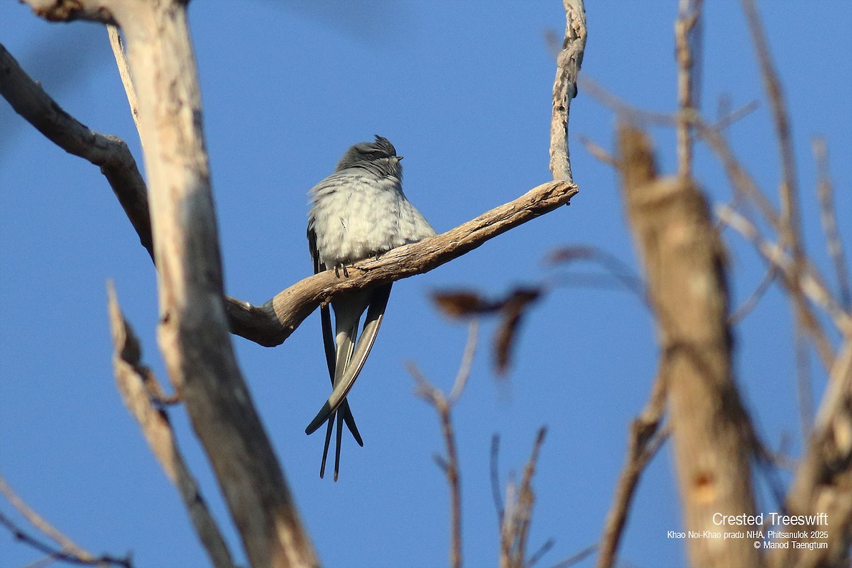 Crested Treeswift - ML628583467