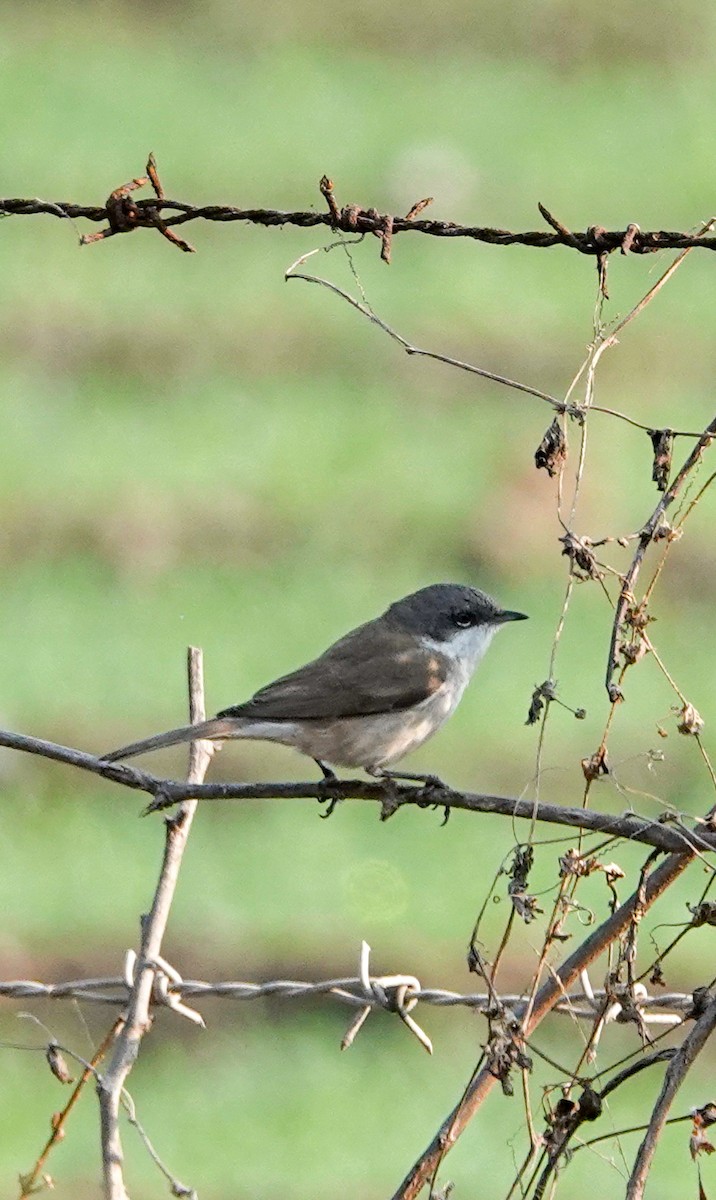 Lesser Whitethroat - ML628583598