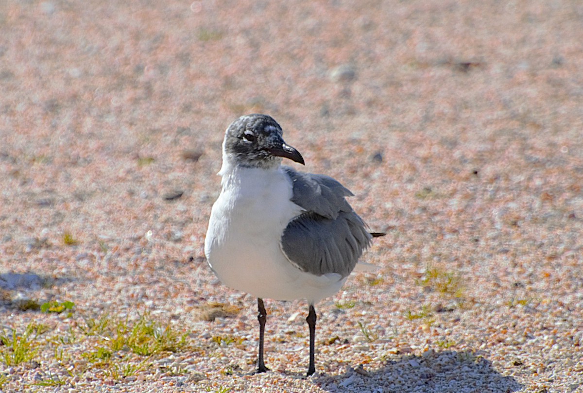 Laughing Gull - ML628583897