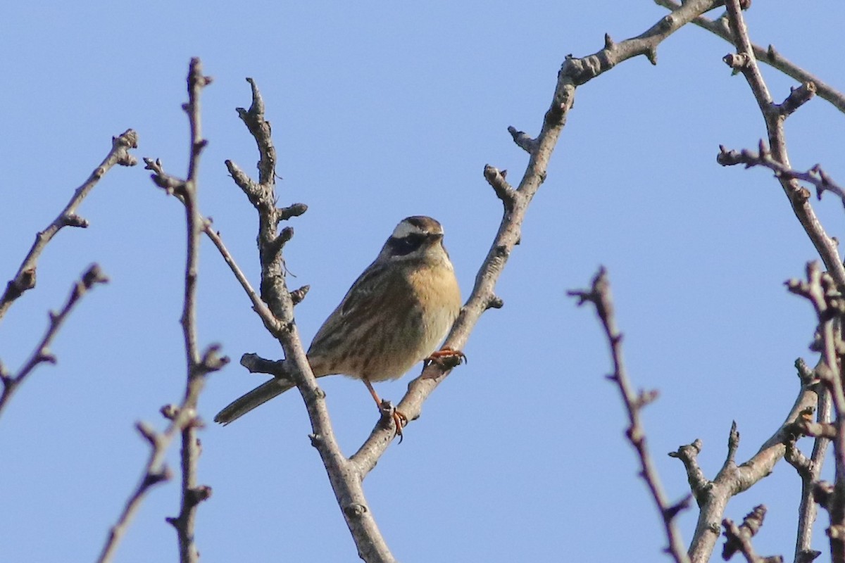 Radde's Accentor (Radde's) - ML628583965