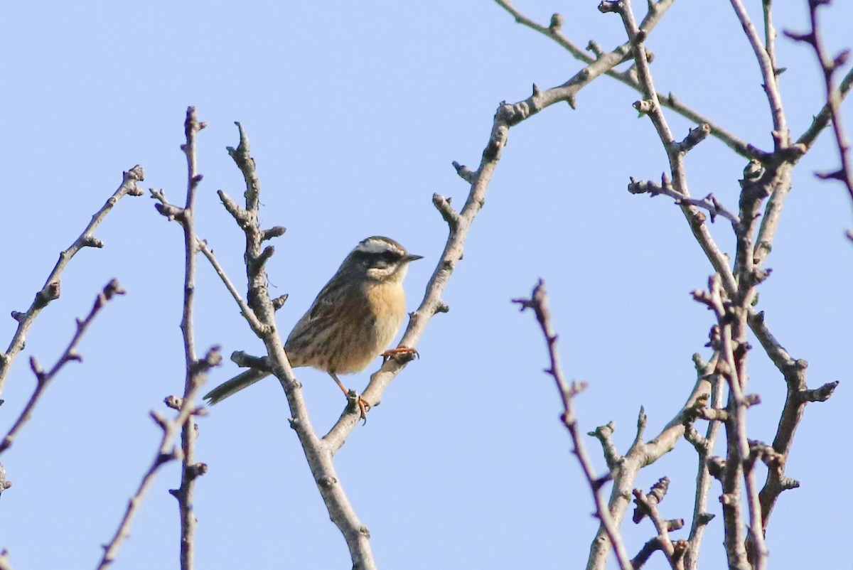 Radde's Accentor (Radde's) - ML628583966