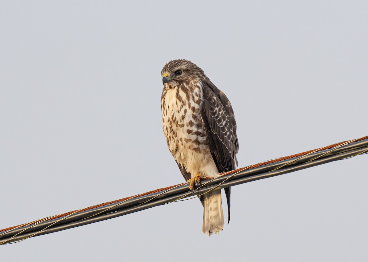 Broad-winged Hawk - ML628583978