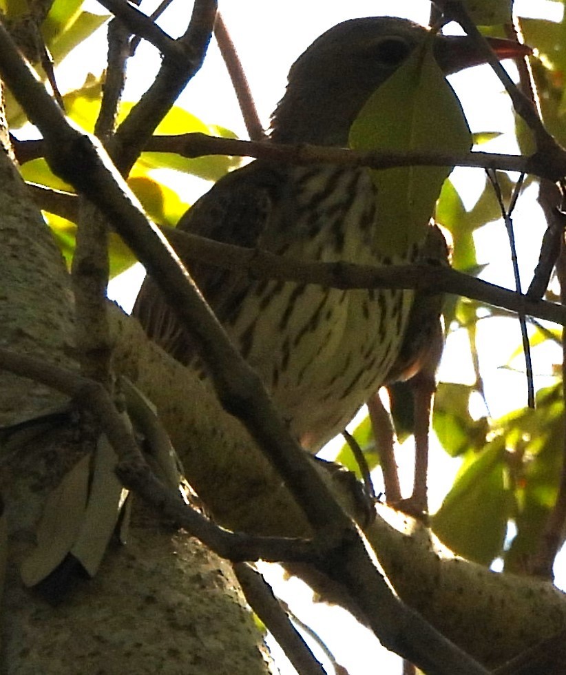 Olive-backed Oriole - ML628583999