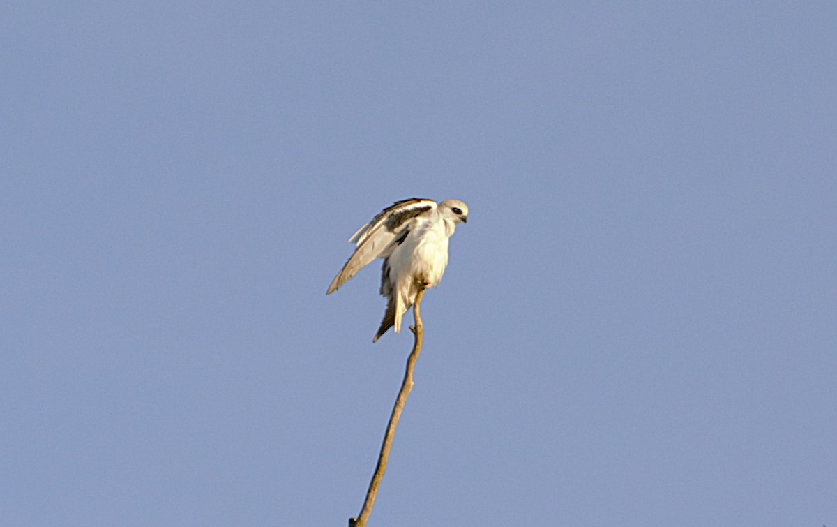 Letter-winged Kite - ML628584056