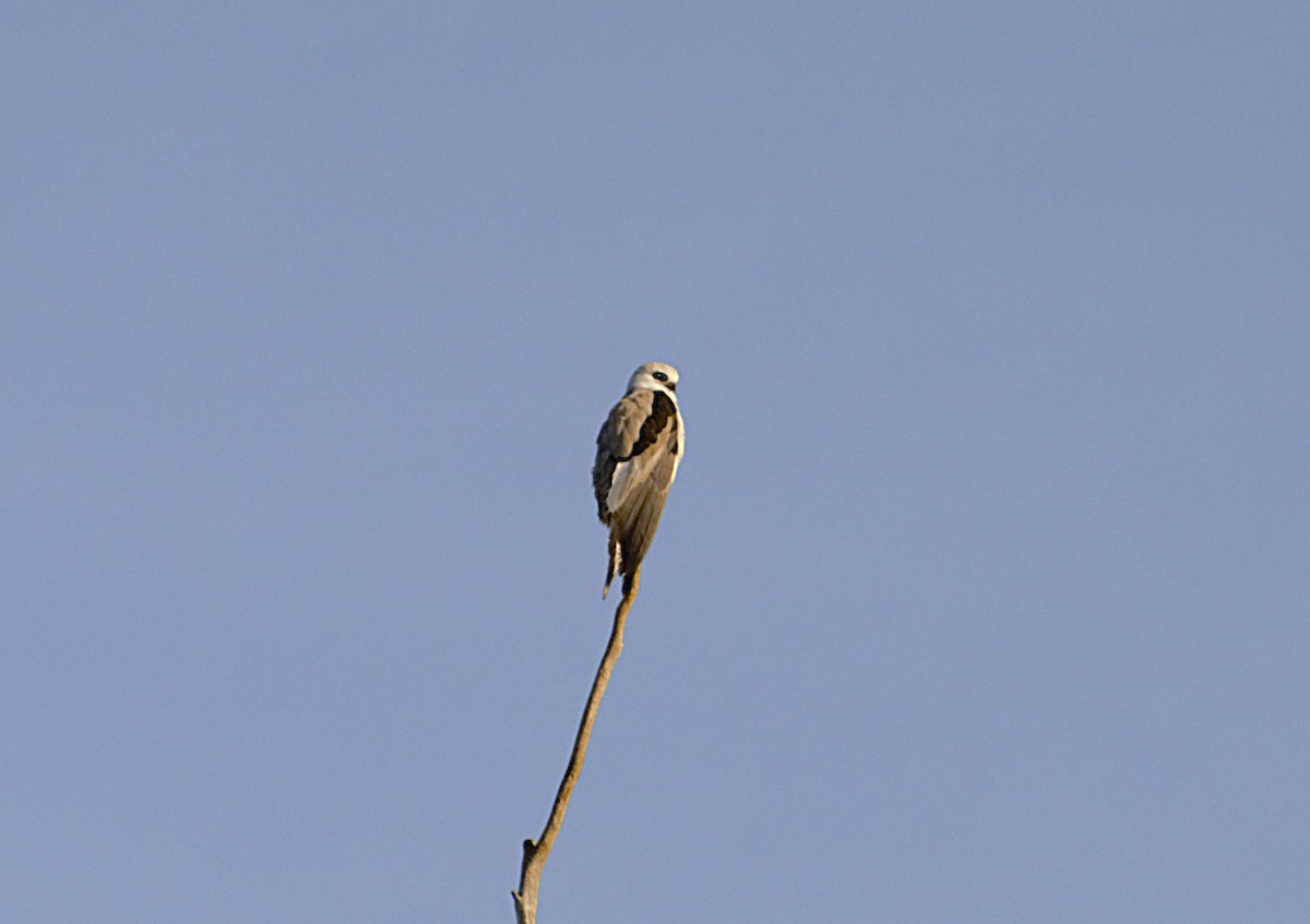 Letter-winged Kite - ML628584057