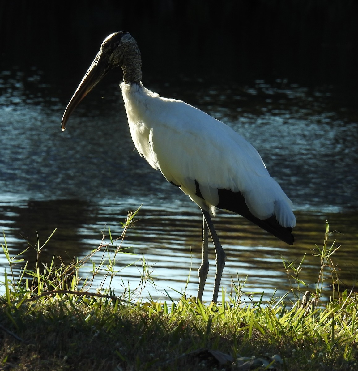 Wood Stork - ML628584491