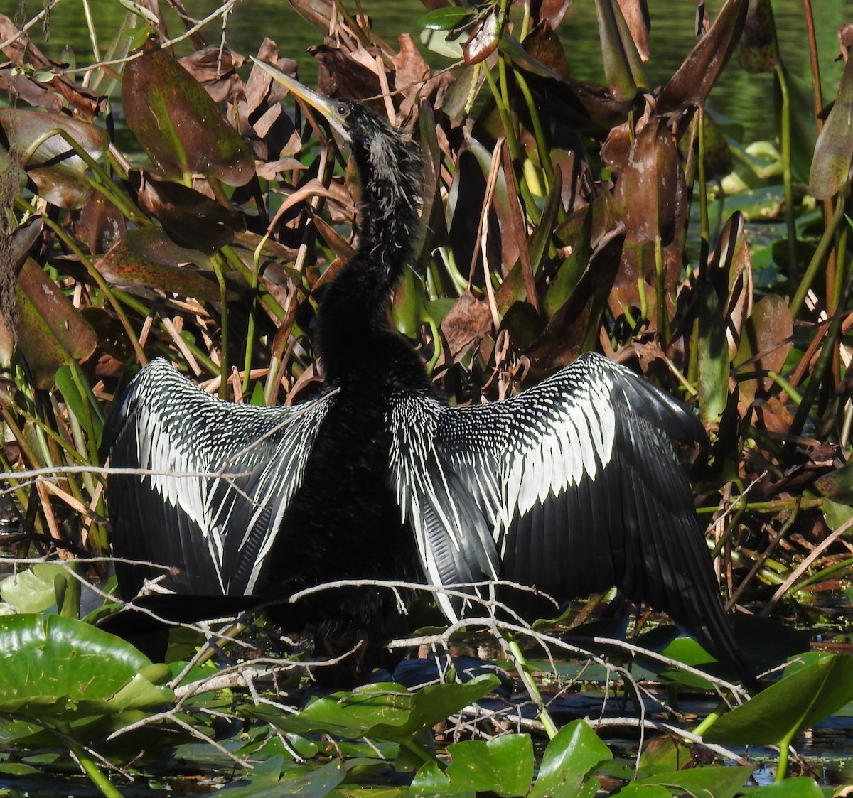 Anhinga - ML628584493