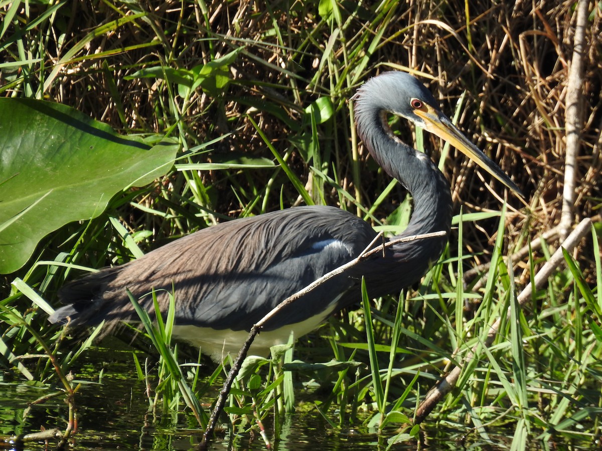 Tricolored Heron - ML628584494