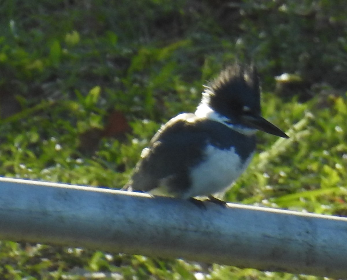 Belted Kingfisher - ML628584495
