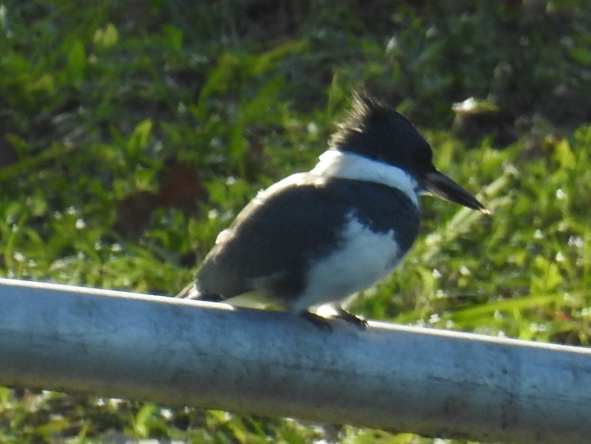 Belted Kingfisher - ML628584496