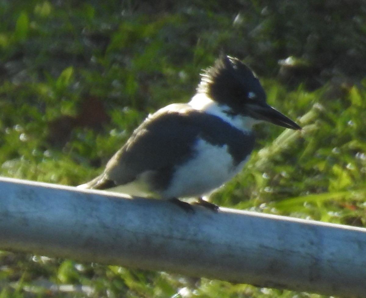 Belted Kingfisher - ML628584497