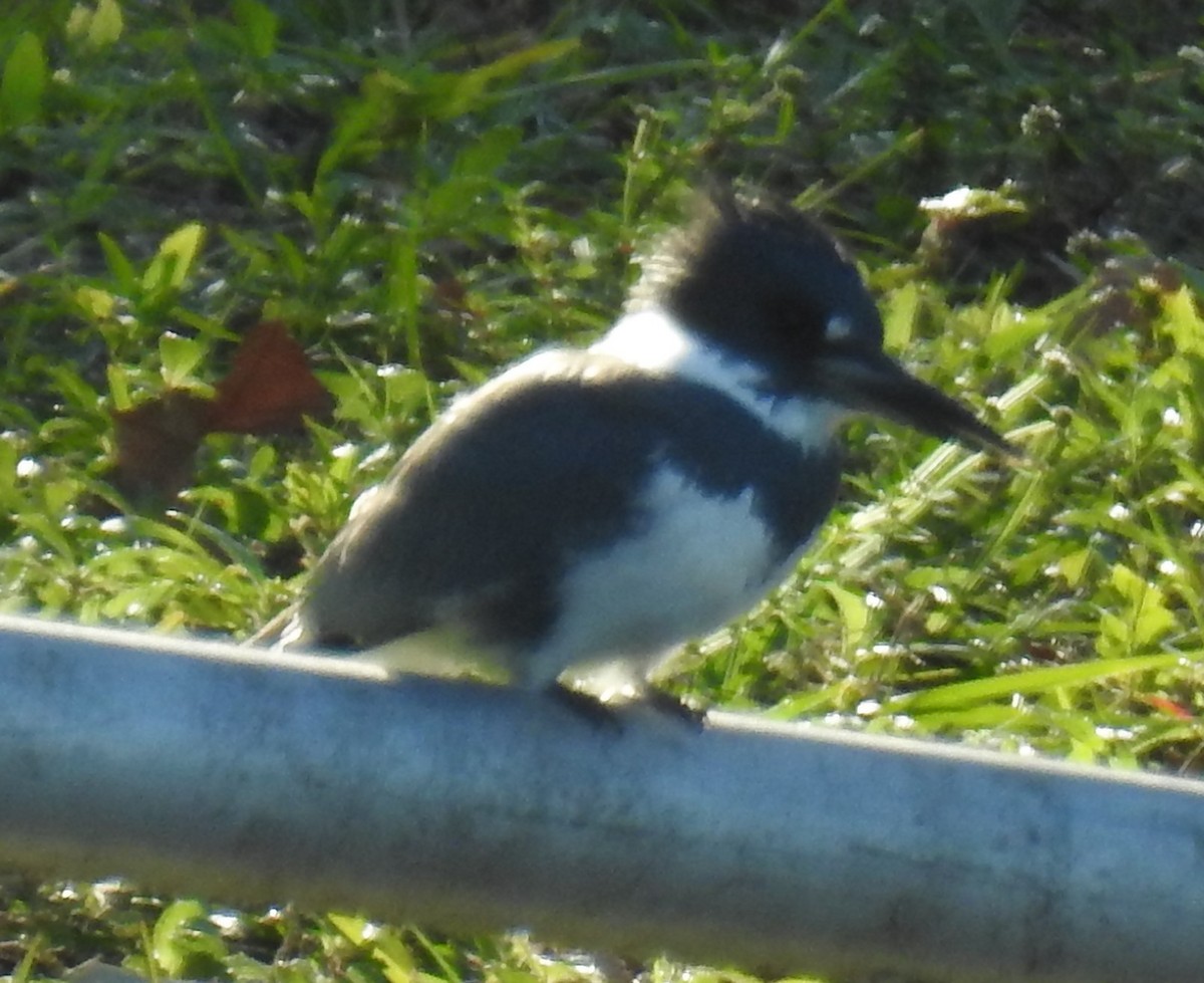 Belted Kingfisher - ML628584498