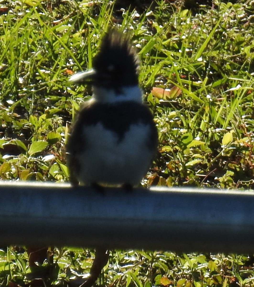 Belted Kingfisher - ML628584499