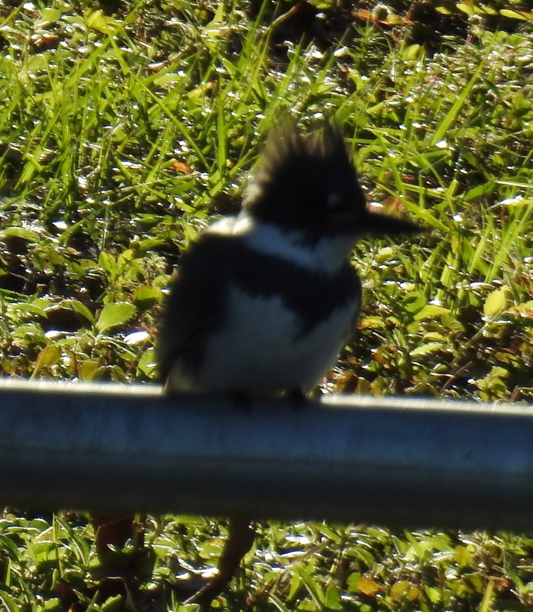 Belted Kingfisher - ML628584500