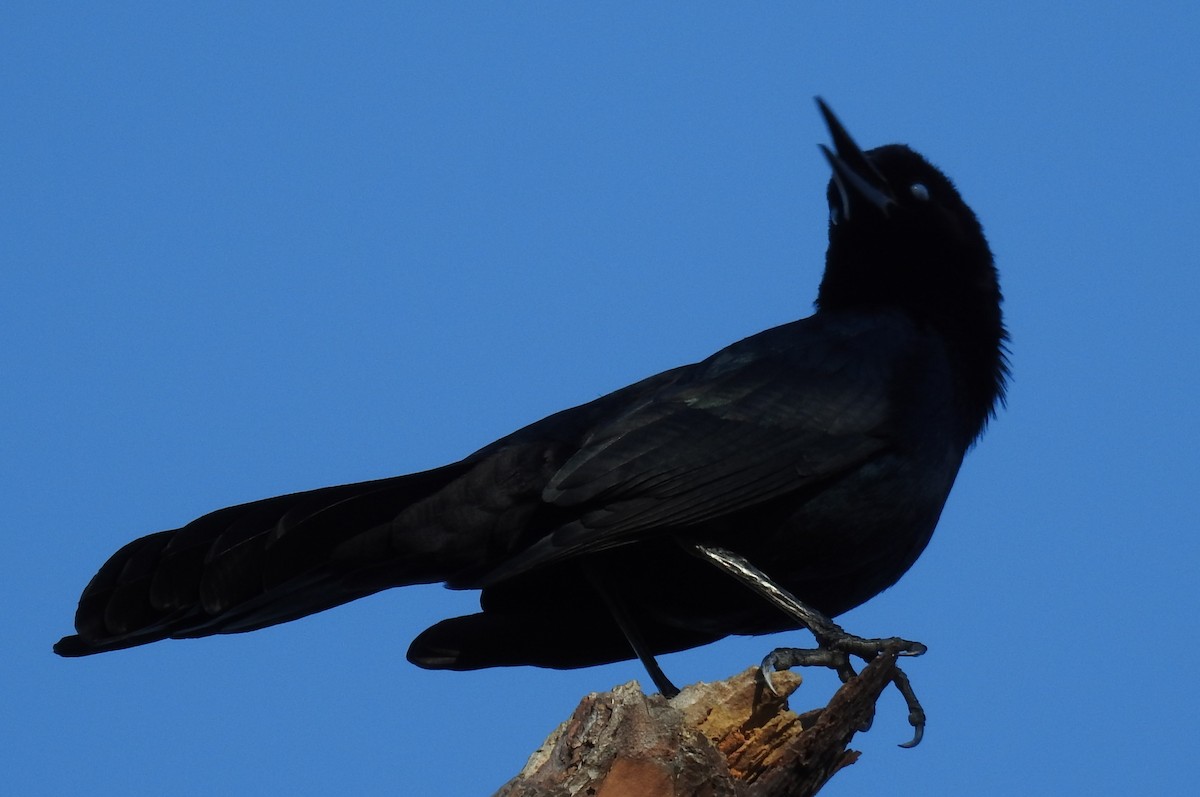 Boat-tailed Grackle - ML628584502