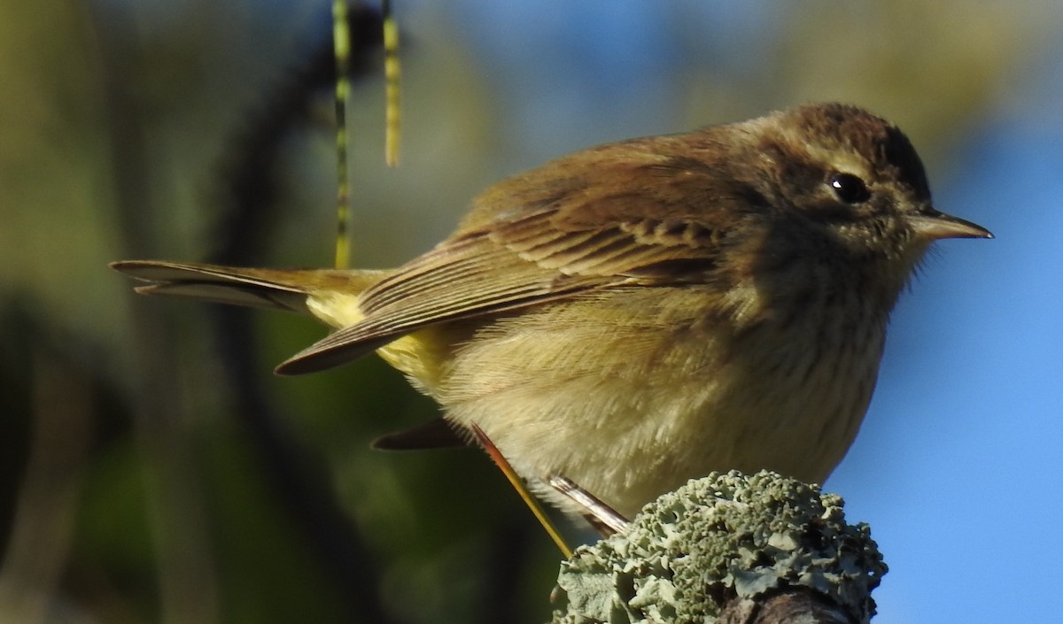 Palm Warbler - ML628584503