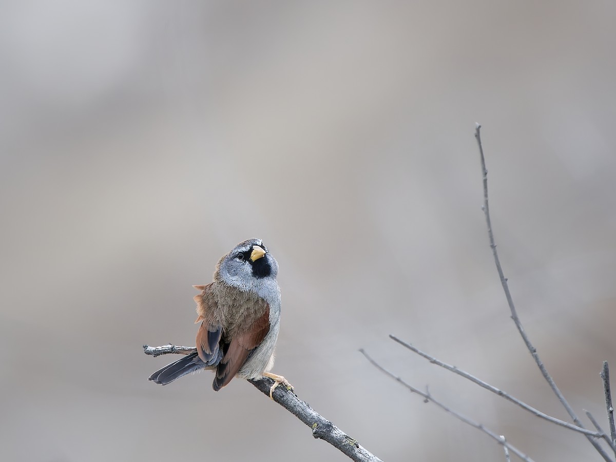 Great Inca-Finch - ML628584542