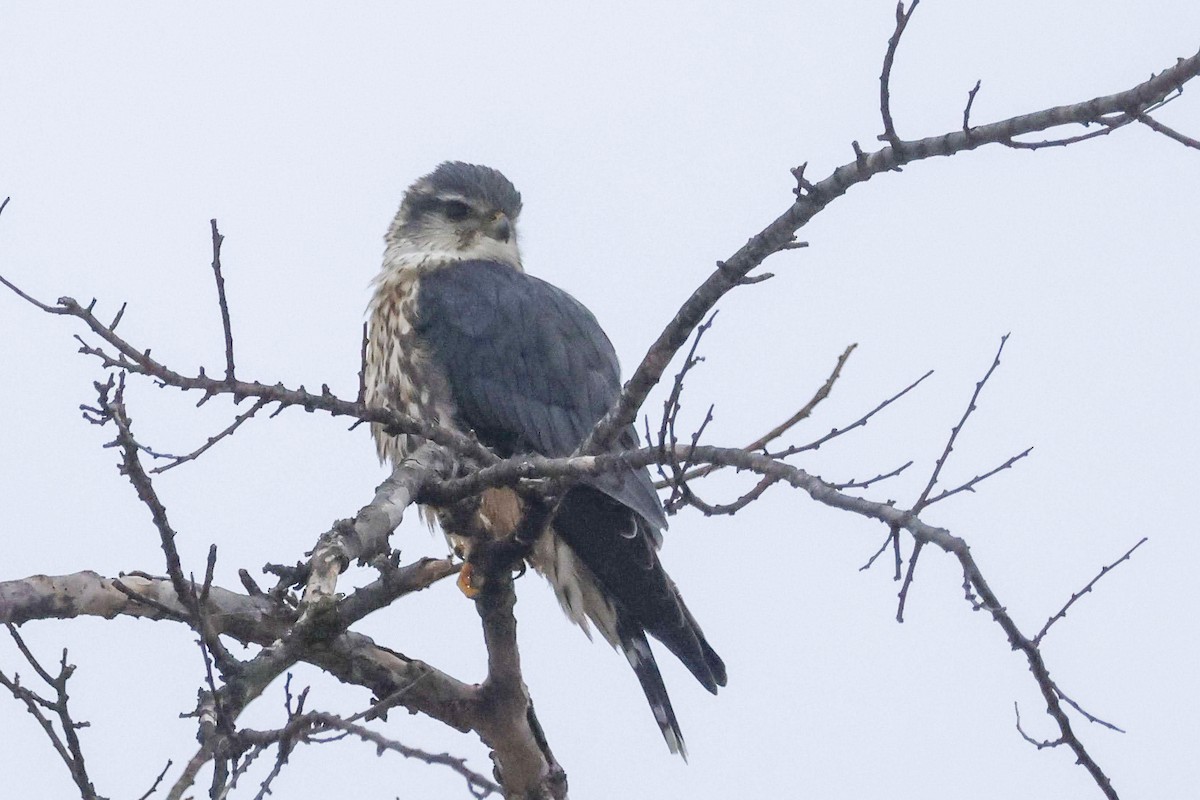 Merlin (Taiga) - ML628584545