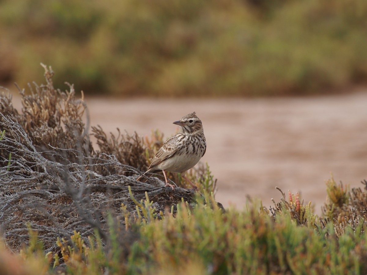 Thekla's Lark - ML628584767