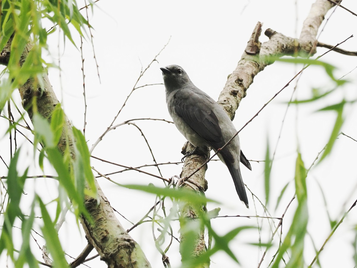 Black-winged Cuckooshrike - ML628584856