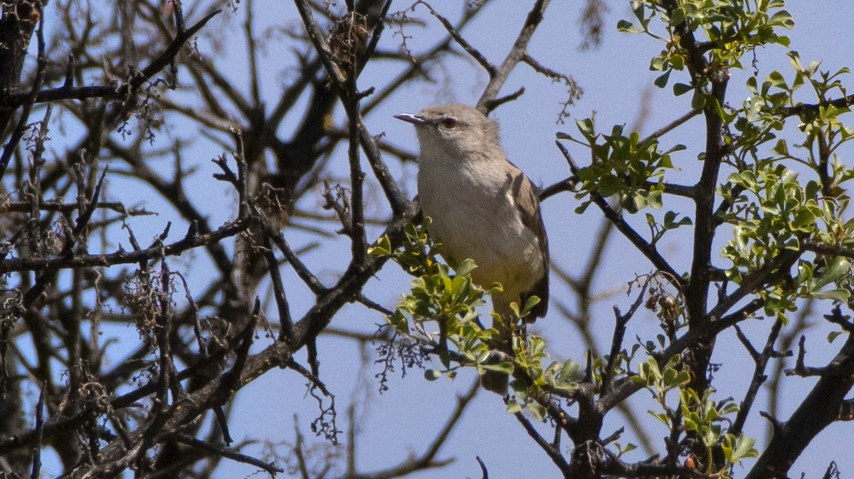 Yellow-bellied Eremomela - ML628584857