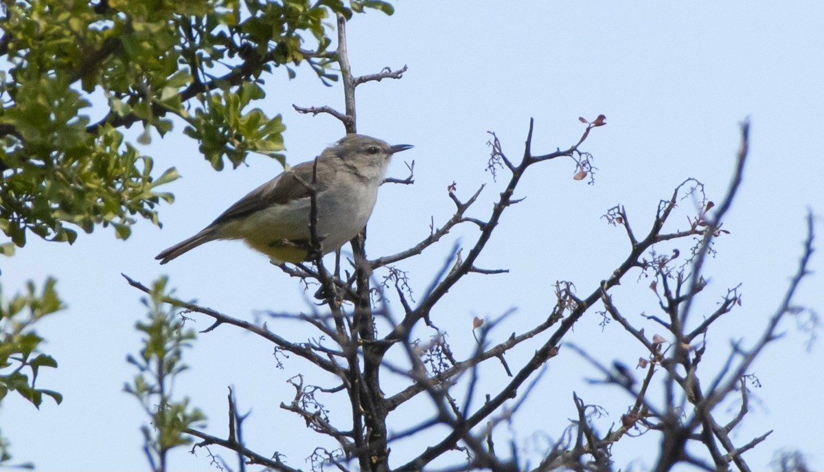 Yellow-bellied Eremomela - ML628584875