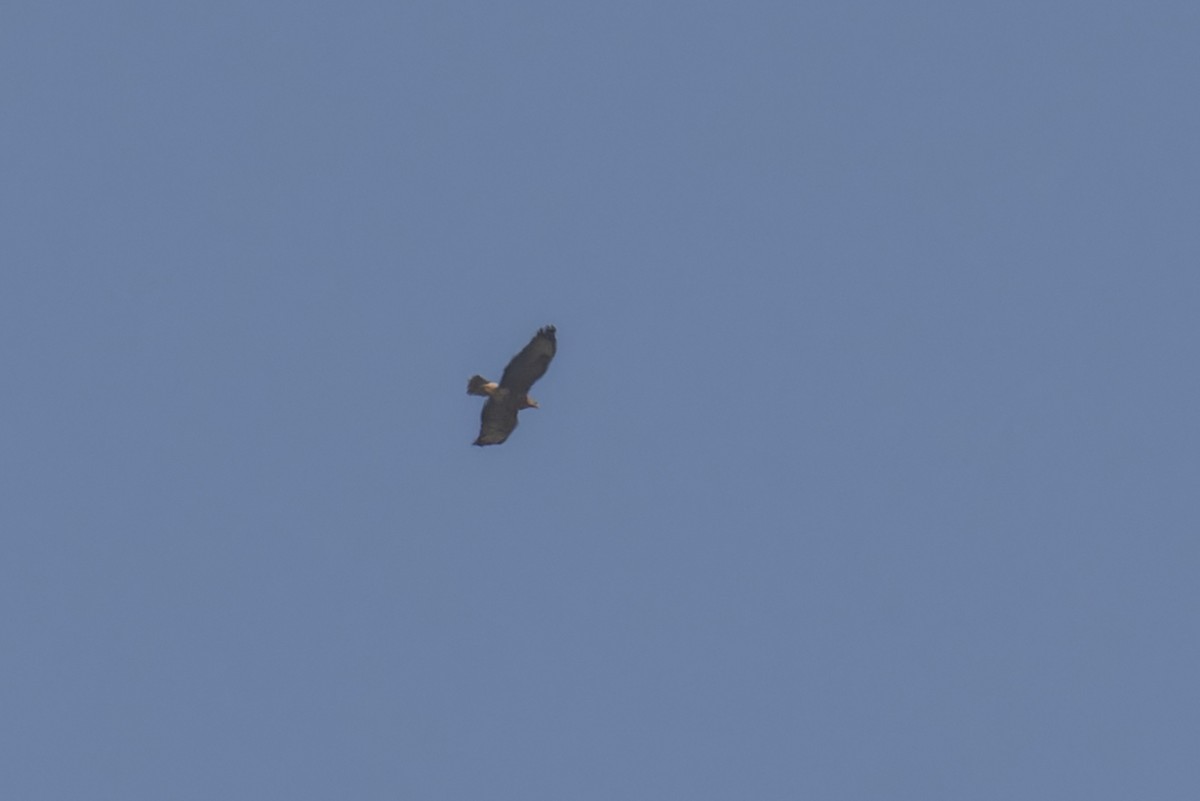 Common Buzzard (Cape Verde) - ML628584886